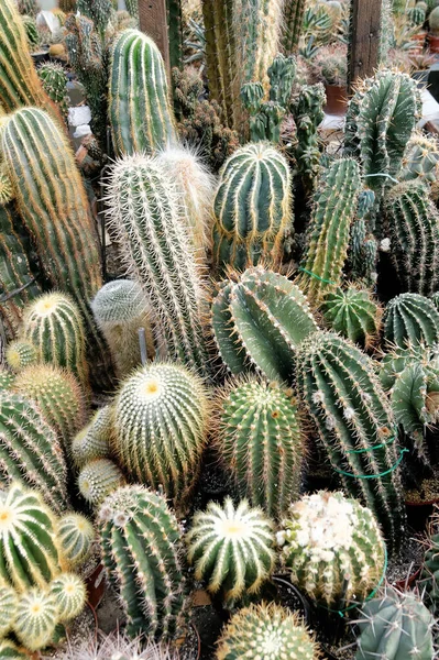 Tropical Plant Botany Flora Cactus — Stock Photo, Image