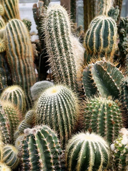 Planta Naturaleza Tropical Flora Botánica Cactus — Foto de Stock