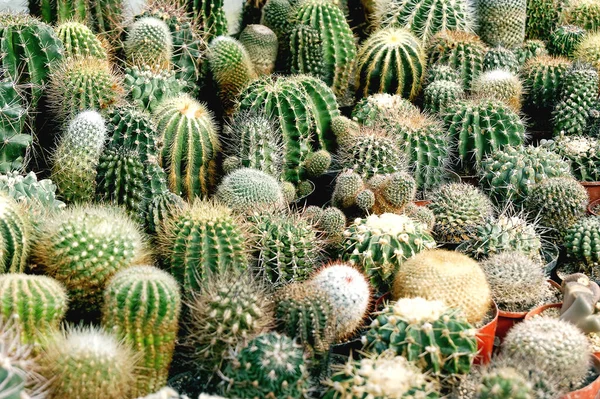 Tropical Plant Cactus Botany Flora — Stock Photo, Image