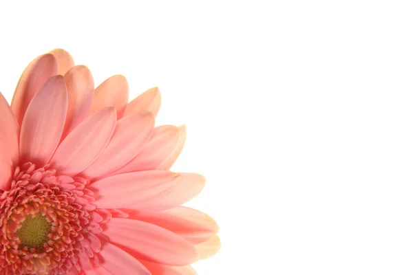 Pink Gerbera Flower Close White Background Stock Picture