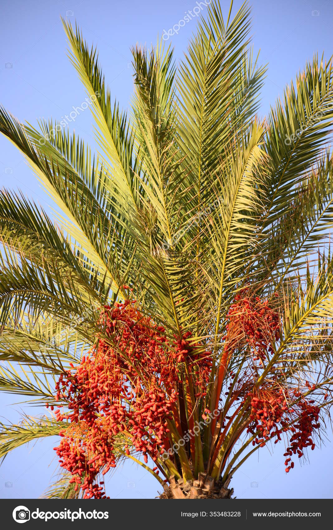 Date Palm Trees Tropical Flora Stock Photo by ©PantherMediaSeller 353483228