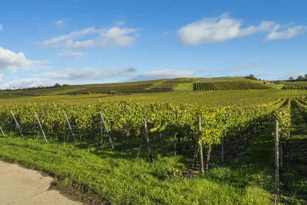 Wijnbouwgebied Rheinhessen — Stockfoto