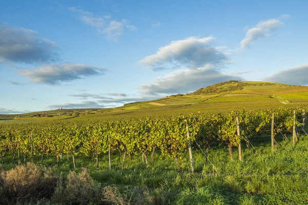 Rheinhessen Grootste Van Duitse Wijngebieden — Stockfoto