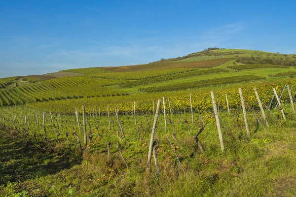 Wine Growing Germany — Stock Photo, Image