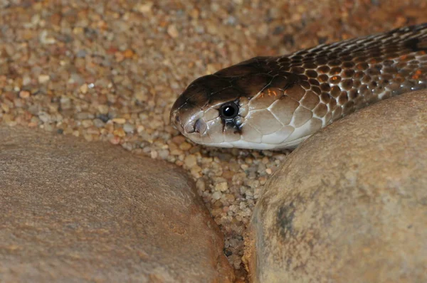 Φίδι Κόμπρα Επικίνδυνο Δηλητήριο Φιδιού — Φωτογραφία Αρχείου