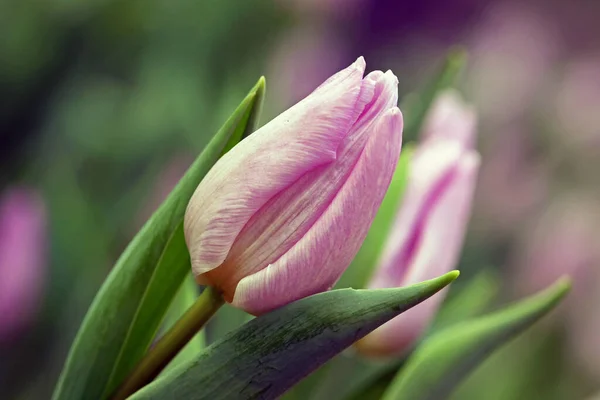 Early Tulip Candy Prince — Stock Photo, Image