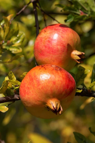 Árbol Frutas Granada Hojas Verdes — Foto de Stock