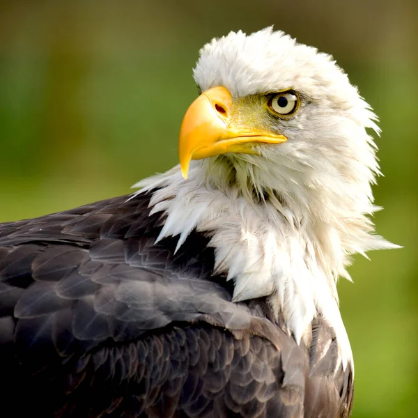 Scenic View Majestic Bald Eagle Wild Nature — Stock Photo, Image