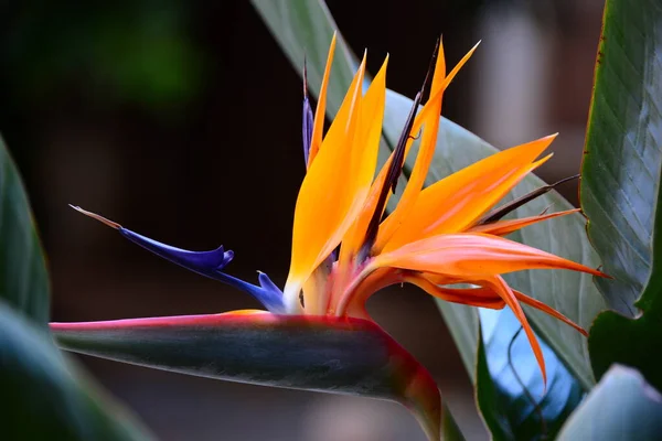 熱帯オレンジ色の花 楽園の花の鳥 — ストック写真