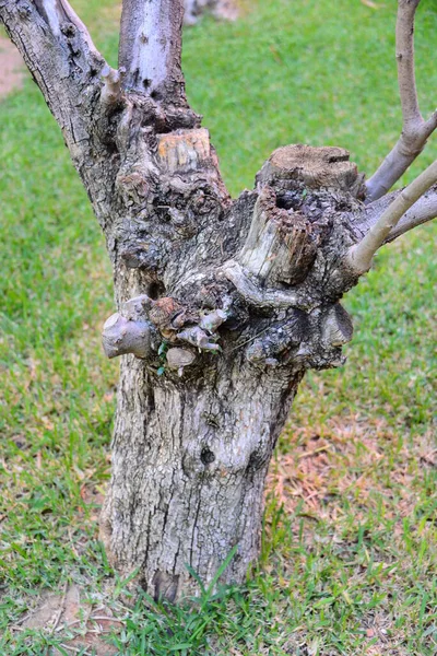 Familia Del Árbol Olivo Mallorca España —  Fotos de Stock