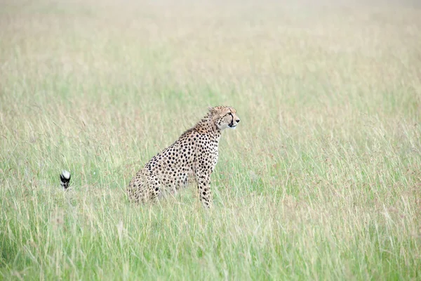 Guépard Sprinter Dans Savane — Photo