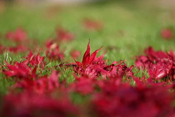 Dedaunan Musim Gugur Musim Gugur Flora — Stok Foto