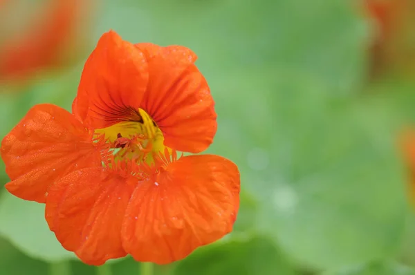 Flores Flor Calabaza Planta Con Hojas —  Fotos de Stock