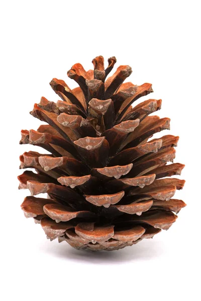 Pine Cones Close Cone Decoration White Background — стоковое фото