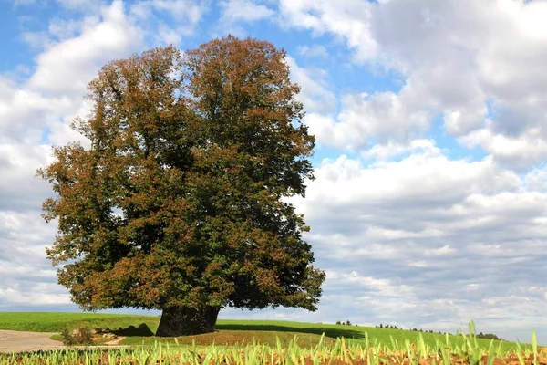 Árbol Solitario Campo — Foto de Stock