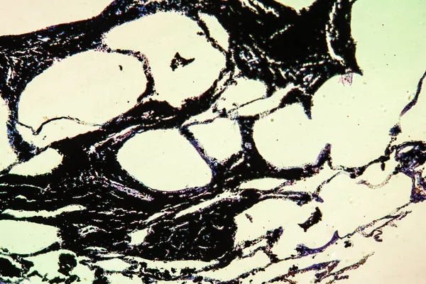 Microbiologia Superfície Células Microscópicas — Fotografia de Stock