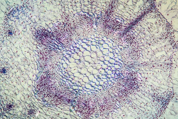 Microbiologie Oppervlak Van Microscopische Cellen — Stockfoto