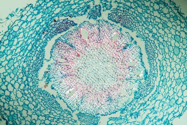 Microbiologie Oppervlak Van Microscopische Cellen — Stockfoto