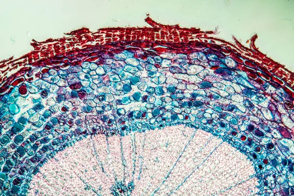 Microbiología Superficie Células Microscópicas —  Fotos de Stock