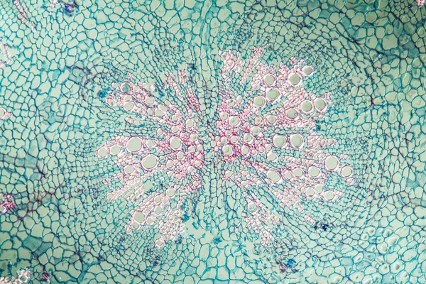 Микробиология Поверхность Микроскопических Клеток — стоковое фото