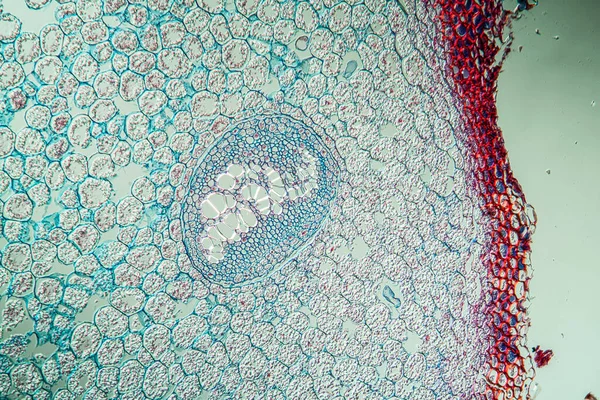 Microbiologie Oppervlak Van Microscopische Cellen — Stockfoto