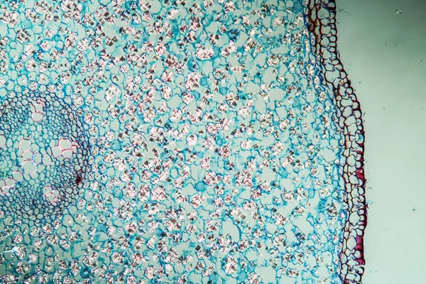 Zobrazení Mikroskopu Abstraktní Pozadí Modrého Fialového Povrchu — Stock fotografie