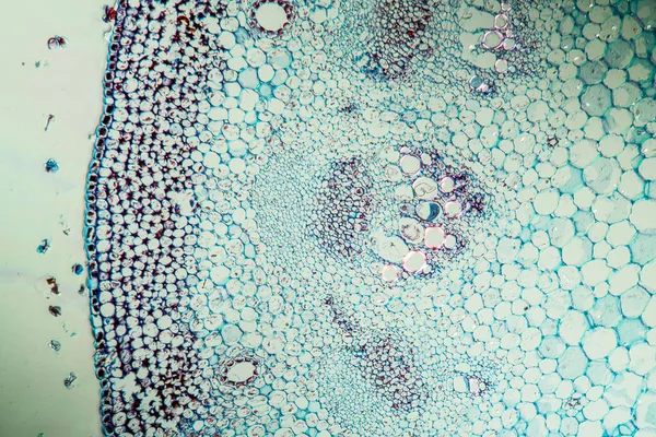 Mikroszkóp Nézet Absztrakt Háttér Kék Lila Felület — Stock Fotó