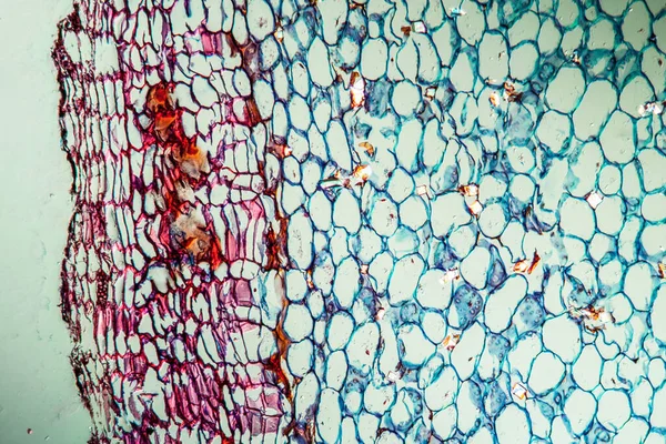 蓝色和紫色表面的显微镜观察 抽象背景 — 图库照片