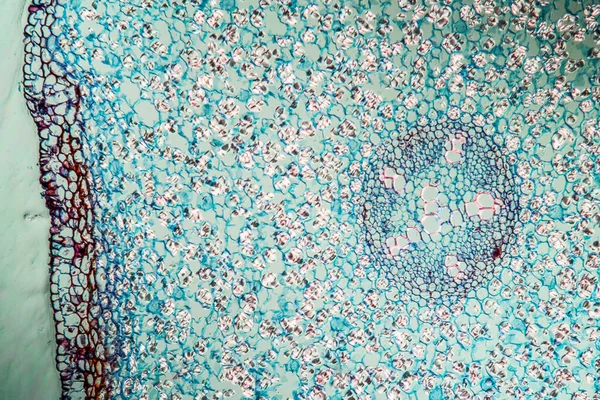 Vista Microscopio Fondo Abstracto Superficie Azul Púrpura —  Fotos de Stock