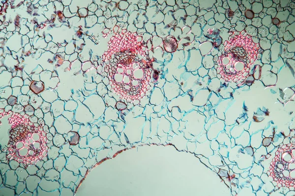 Mikrobiyoloji Mikroskobik Hücreler Yüzeyi — Stok fotoğraf