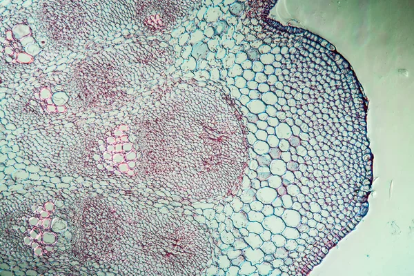 Мікробіологія Поверхня Мікроскопічних Клітин — стокове фото