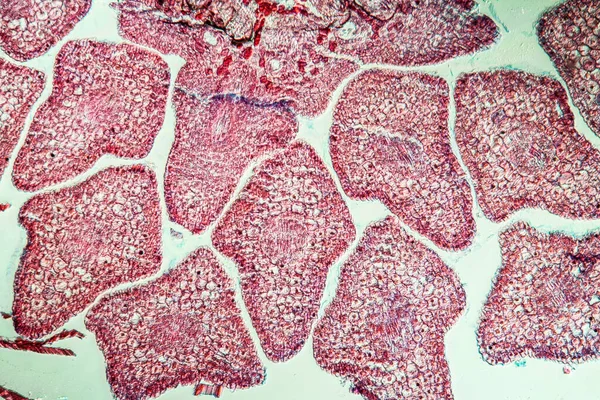 微生物学 微细胞表面 — 图库照片