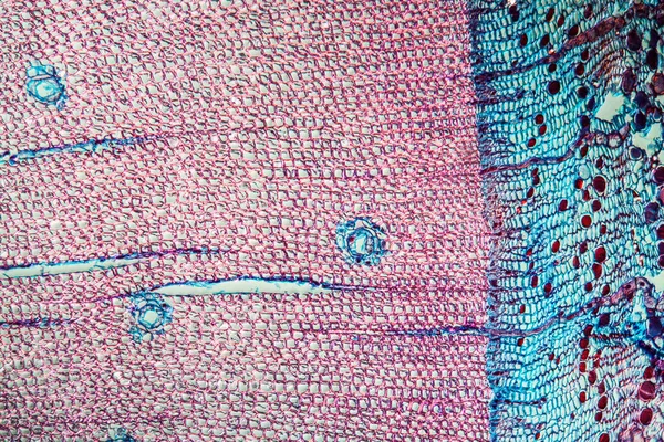 Microscoopbeeld Abstracte Achtergrond Van Blauw Paars Oppervlak — Stockfoto