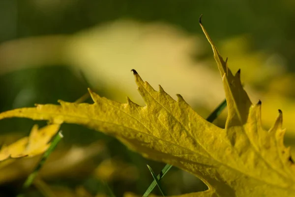 Herfst Gebladerte Grond — Stockfoto