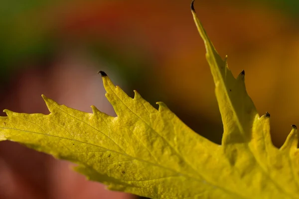 Herbstlaub Auf Dem Boden — Stockfoto