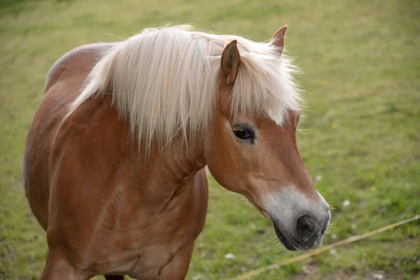 Haflinger Caballo Cabeza Pasto Pasto Caballo Paddock Animal Animal Útil —  Fotos de Stock