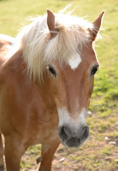 Avelignese Άλογο Haflinger Φυλή — Φωτογραφία Αρχείου