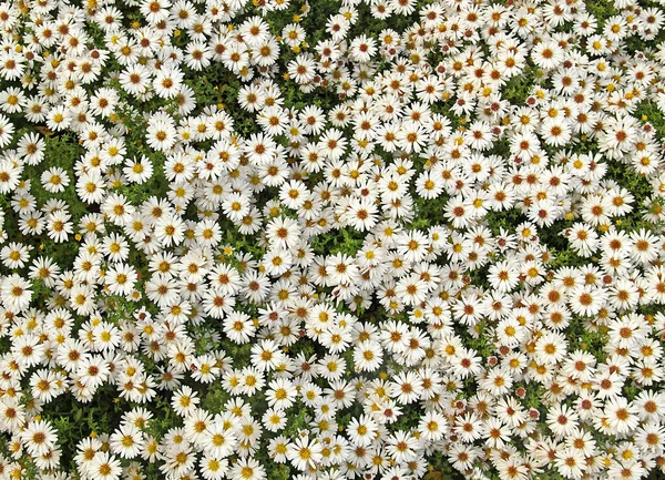 Flower Carpet Made Pillow Asterisks — Stock Photo, Image