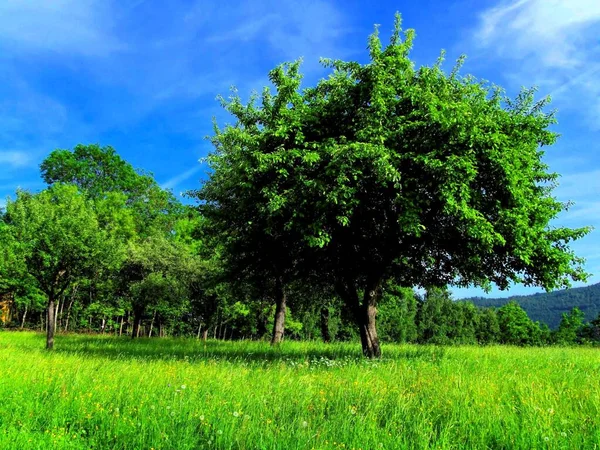 Obstbäume Auf Einer Streuobstwiese — Stockfoto