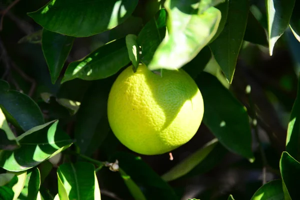 Orange Apfelsinen Baum Spanyolország — Stock Fotó