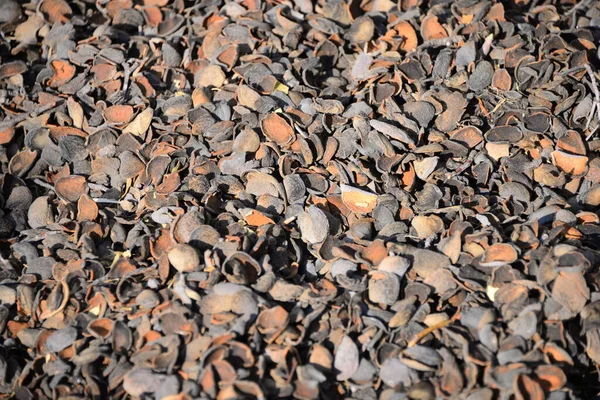 Almond Bowls Espanha — Fotografia de Stock