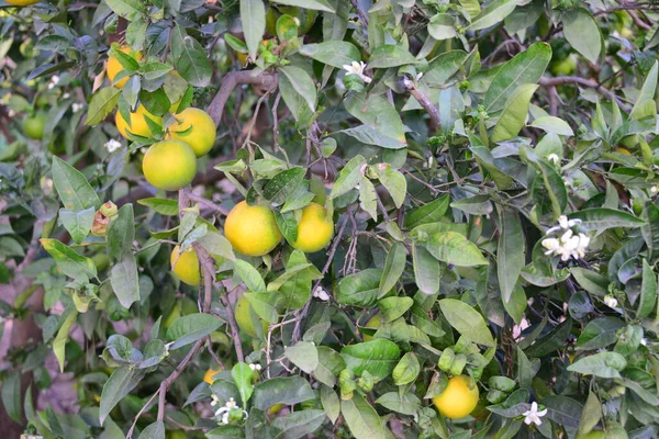 Orange Apfelsinen Baum Spanya — Stok fotoğraf