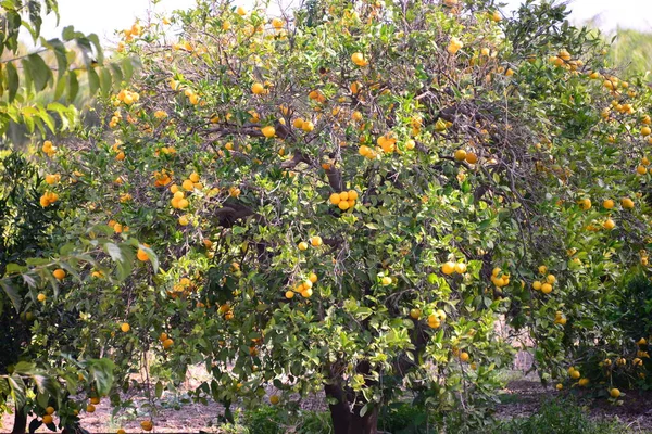 Orange Apfelsinen Baum Spanyolország — Stock Fotó