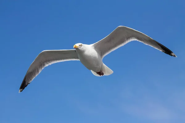 Vista Panorámica Hermosas Aves Gaviota Naturaleza — Foto de Stock