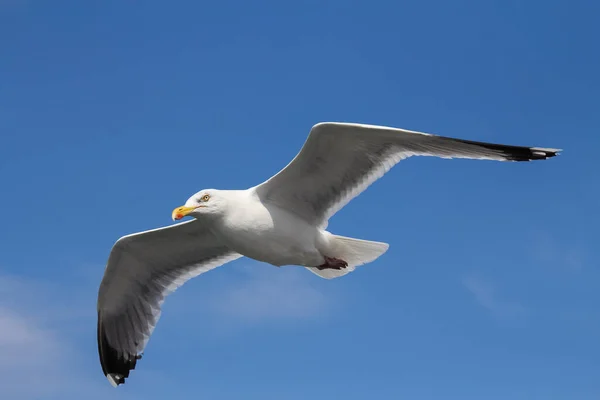 Vista Panorámica Hermosas Aves Gaviota Naturaleza — Foto de Stock