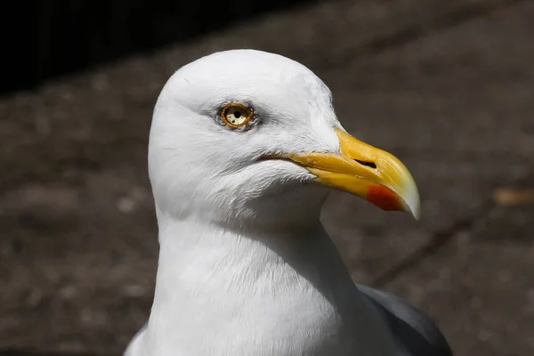 Silver Gull Portrait — Stock Photo, Image