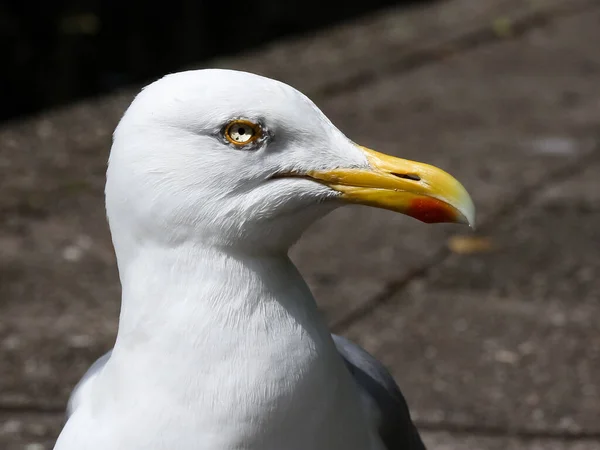 Mouette Argentée Portrait — Photo