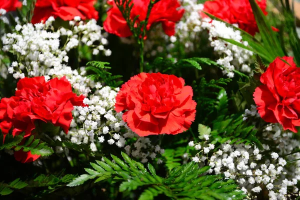 Κόκκινα Και Άσπρα Λουλούδια Έναν Κήπο — Φωτογραφία Αρχείου