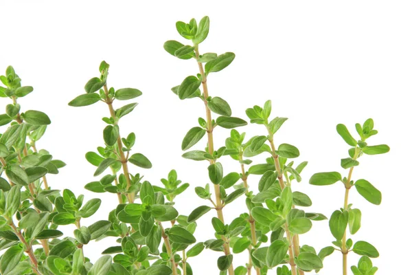 Majoran Origanum Majorana Plant Exposed White Background — Stock Photo, Image