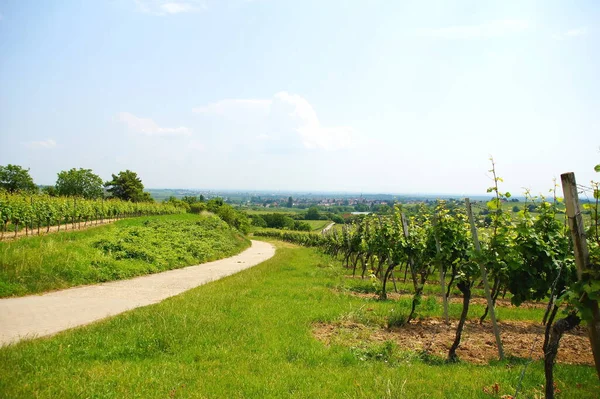 ライン平野の景色を望むPalatateのHerxheim近くのワインの風景 — ストック写真